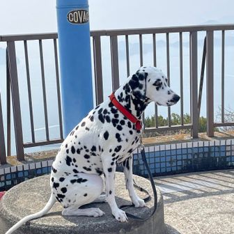 おしゃれな犬じゃね