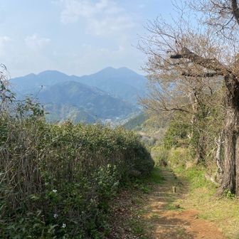 ピストンで柏尾峠まで戻ります🏃‍♂️⛰️
キツさも景色も全然変わるのでピストンは結構好き😊