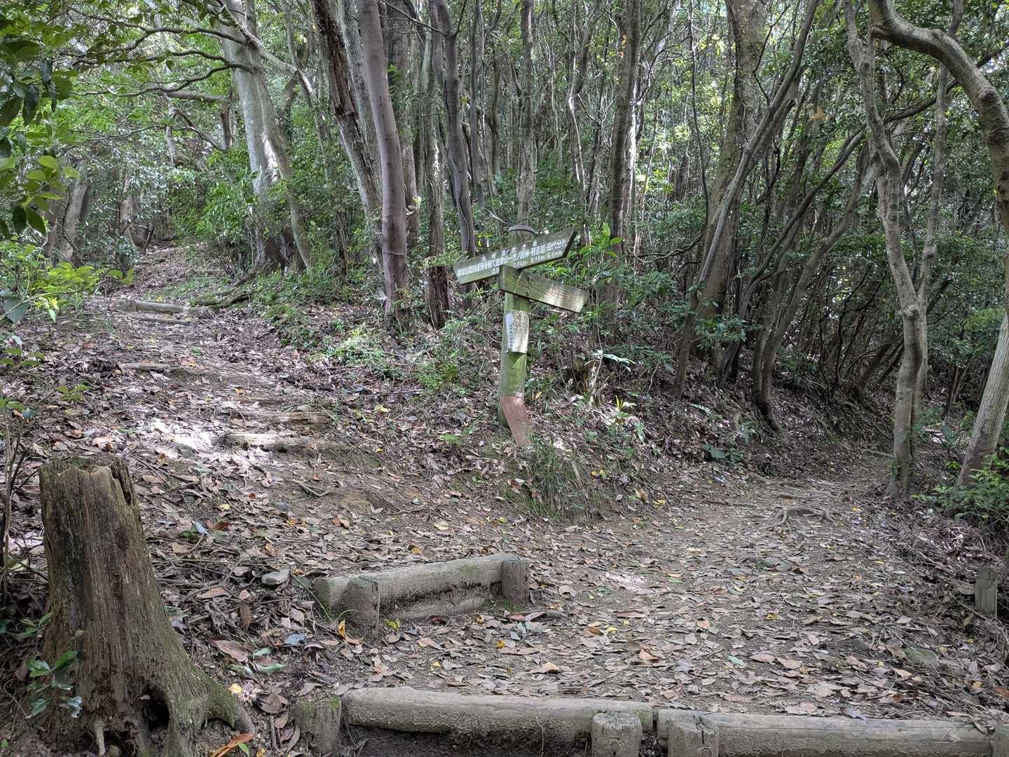 爽健コースとの分岐。ここから後ろから来た女性の方と自然歩道で周回路迄一緒に登る🚶