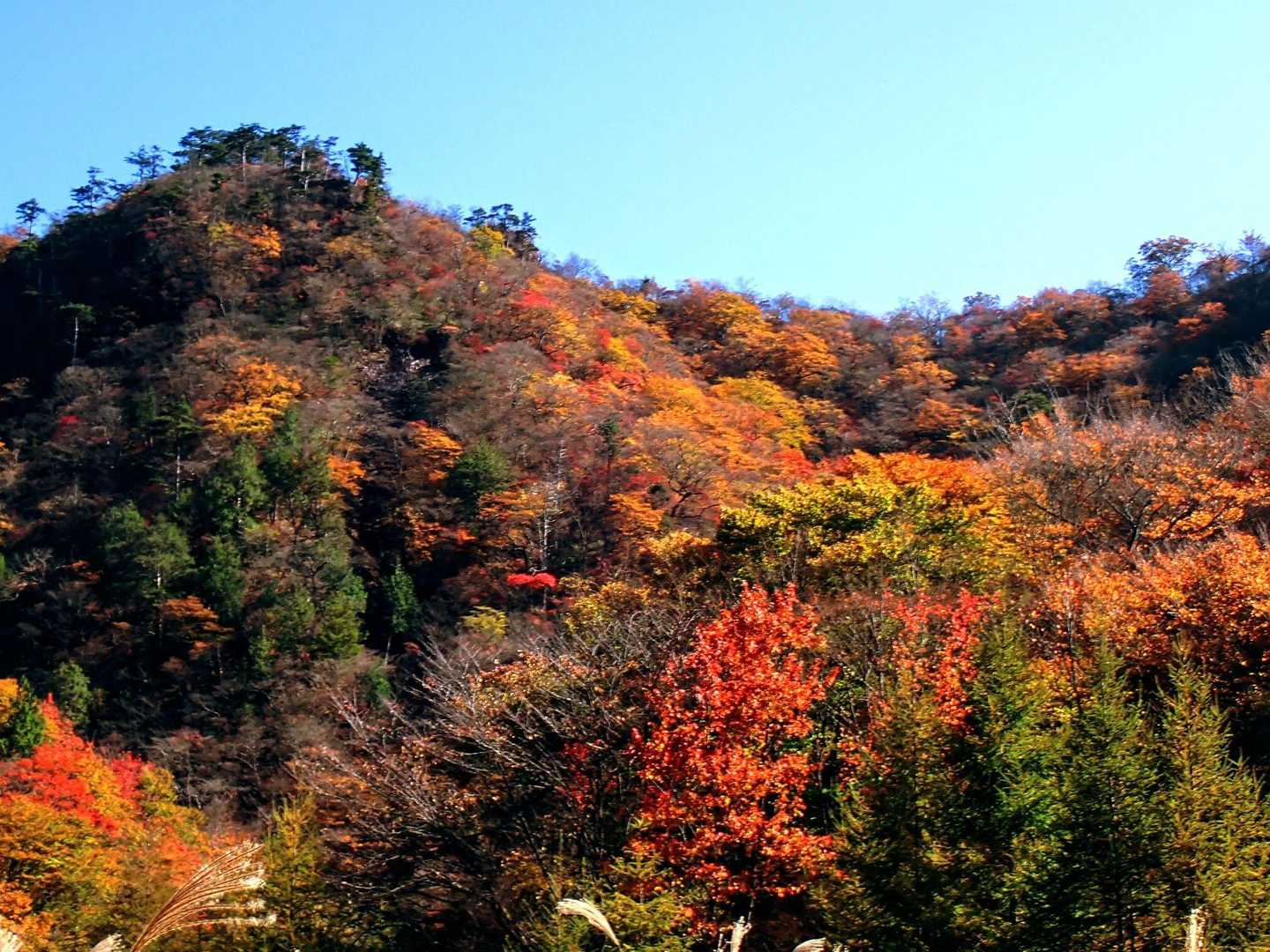 パッチワーク紅葉🍁