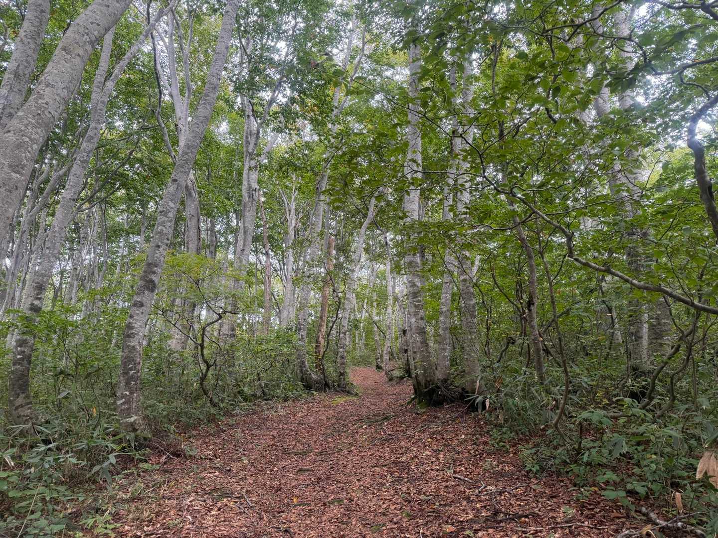 気持ち良く歩けるブナ林です🌳