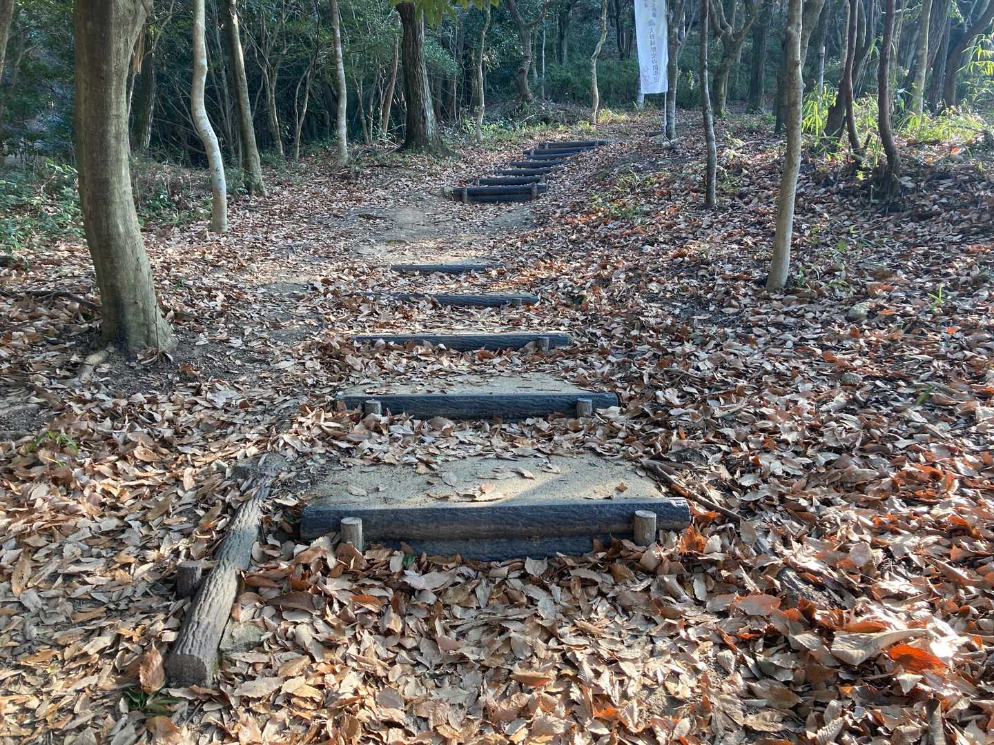 もふもふの落ち葉ロード🍂歩きやすい道です😆