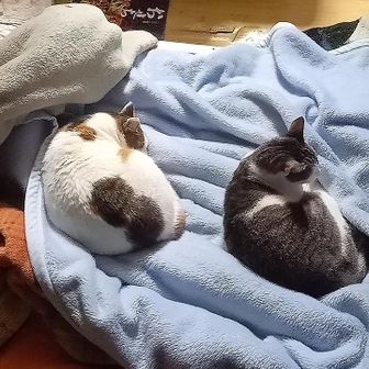 ひらたさとみ