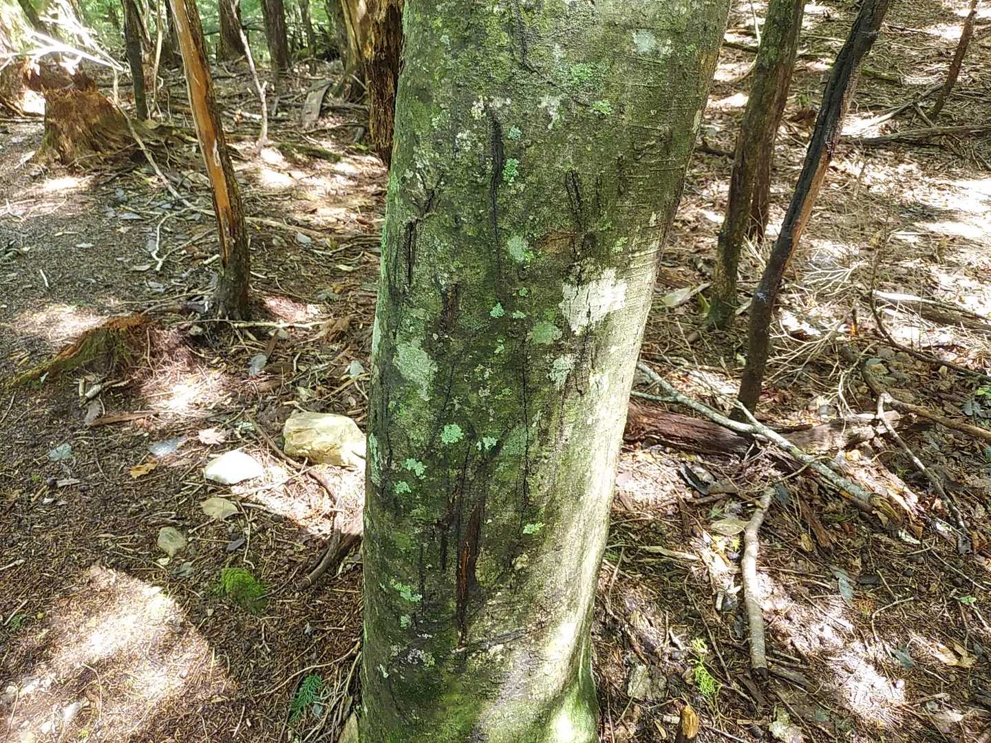 熊の爪痕かな、古いキズですがいるんですね