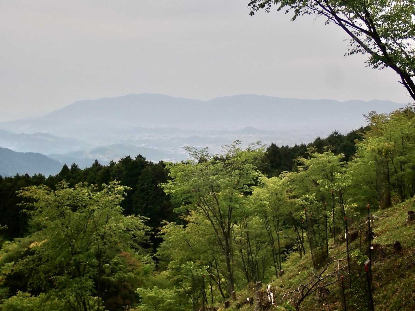 山頂への道に入ってすぐにも、後方に展望がひらけます。
金剛葛城と大和盆地が見えます
