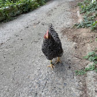 もう少し涼しくなったらここで卵🥚買ってみよう