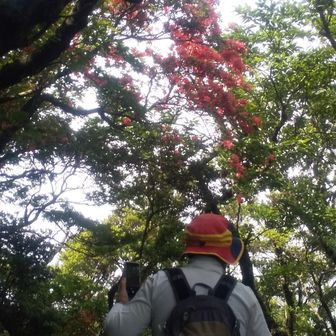万二郎岳付近のヤマツツジ