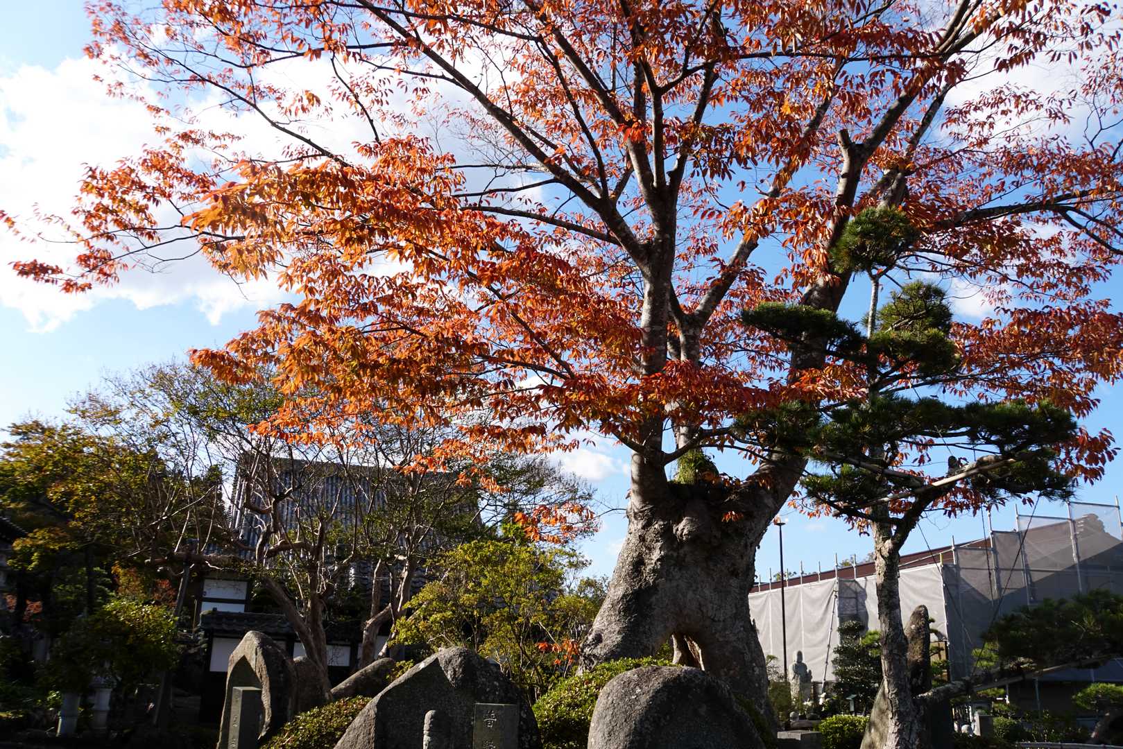 弥勒寺のケヤキです。