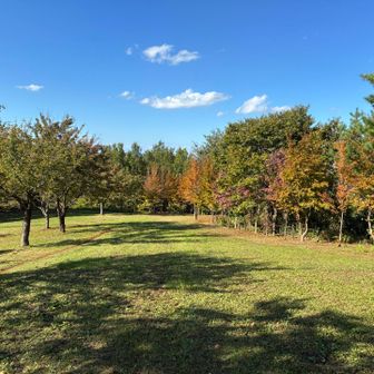 来月になったら紅葉ももう少し進んで見ごろになるんじゃないかと…🍁🍂