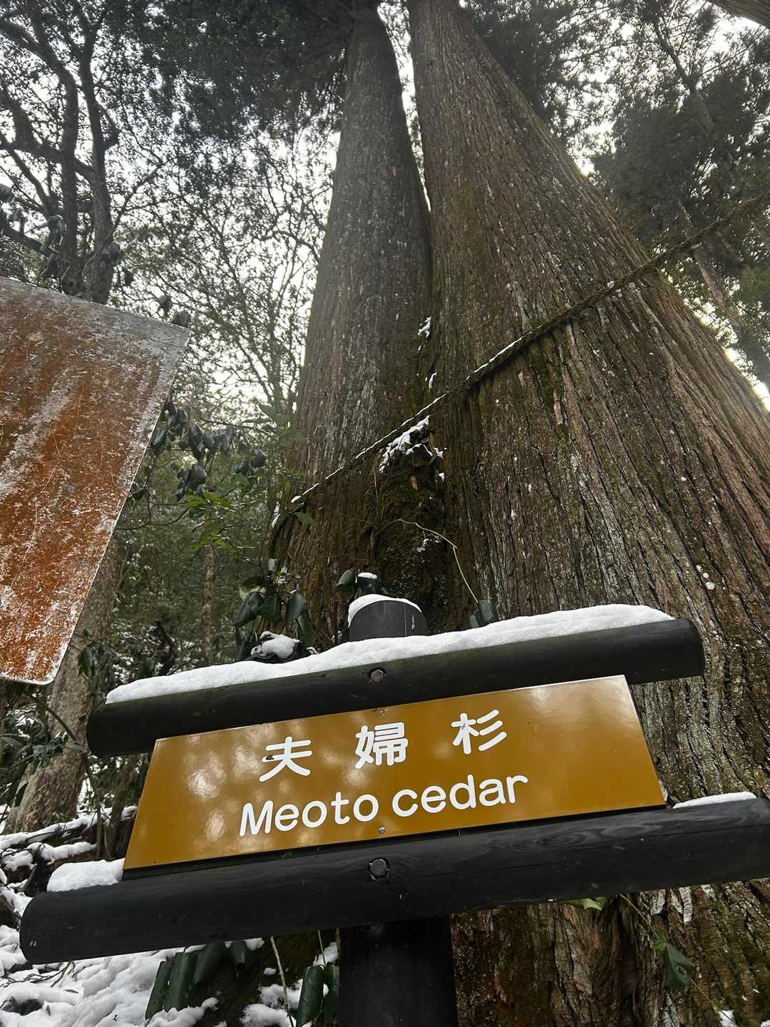 仲良しな夫婦杉❤️