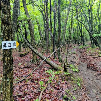 ほぼ無印の登山道を進み、ようやく行き先を示す看板に遭遇する🪧

この様子を見るに、どうやら人気のルートではないらしい😅

しかし本日の目標は登山道の先ではない🙅

地図を確認すると、一ノ字山⛰️はルートから外れた場所に鎮座している🔼

ならば是非もなし。

適当な地点を見繕い、山中へ突入するのみ。

幸いにも、こういう無計画な作戦には慣れているのだ😌