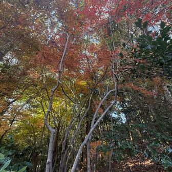 月見山山頂下の紅葉🍁