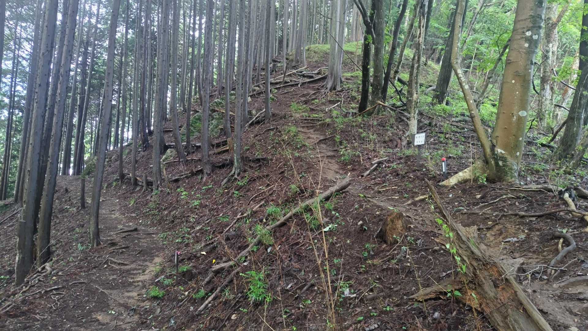 分岐　勿論左の巻き道へ😅
一般登山道って書いてありました