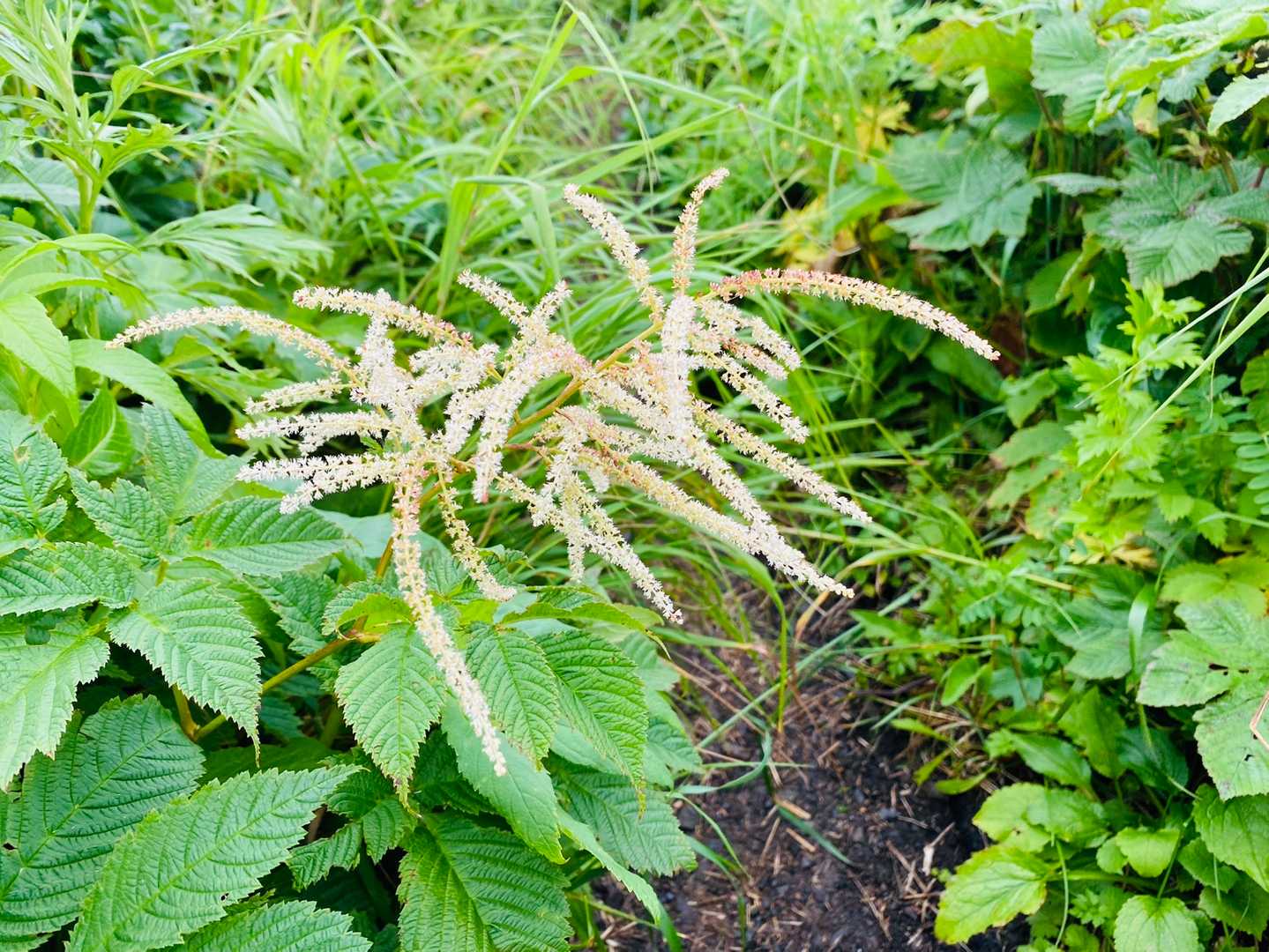 花かな？