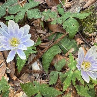 本日の大本命、淡藤色の天使！
自生っぽい？
ここだけじゃなく点々とあちこち不規則に
数は少ないですが咲き誇ってます
行きは閉じてましたが咲いてくれました