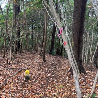 ちょっと迷った、この道が正しい。