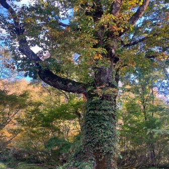 登山口に無事到着。大木が出迎えてくれます。
