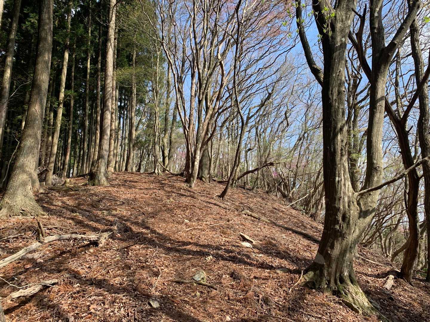 毘沙門洞-雨石山-小野峠 縦走コースの写真