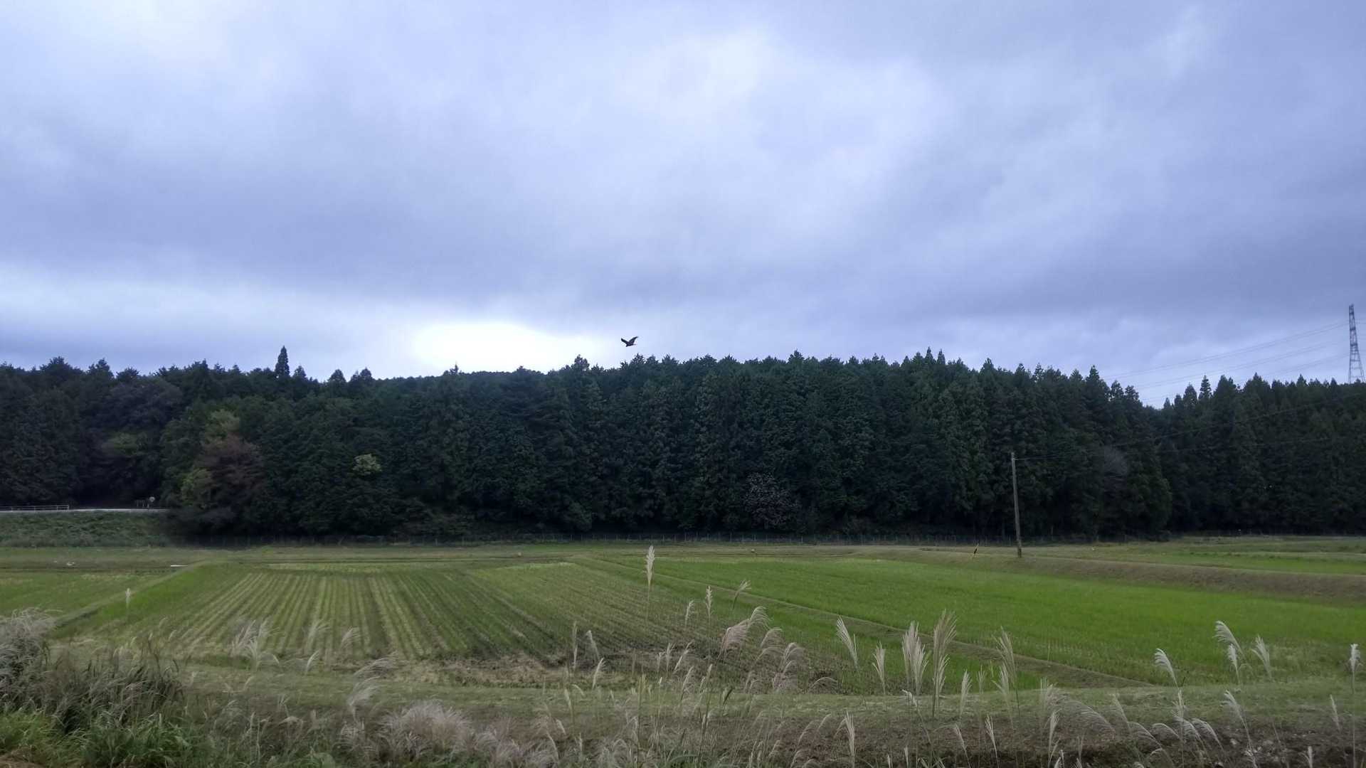 ススキに田んぼ  鷹🦅が中央に
大きく優雅にカッコいい