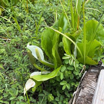 水芭蕉まだ咲いてるよ