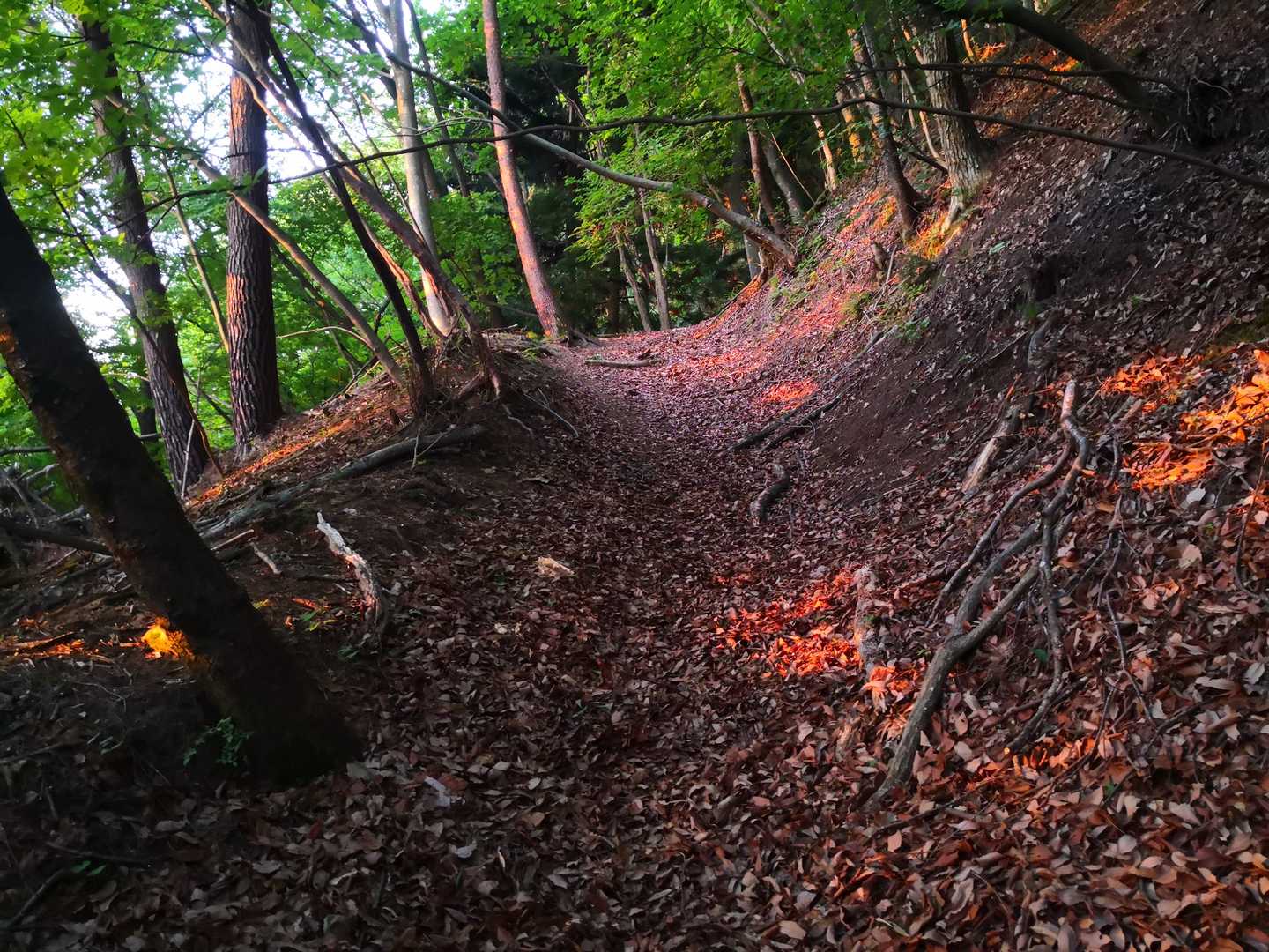 朝陽が、落ち葉の積もった地面をスポット的に照らします。

先週、日向山でもお目にかかった疑似モルゲンロートです。

