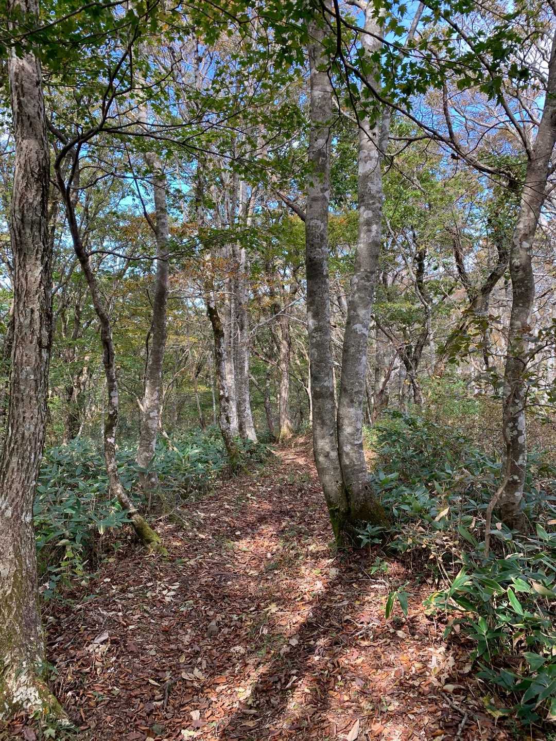 ブナ林を下ります。