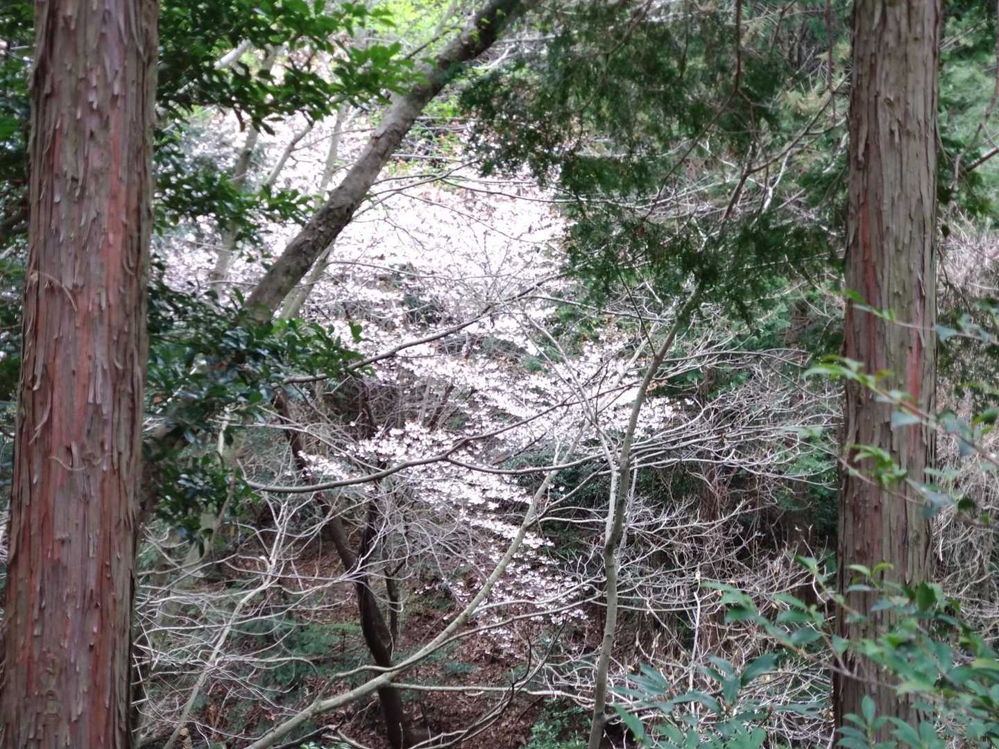 山桜が綺麗でした。緑の中に一本だけ。見つけた時の特別感🤭
