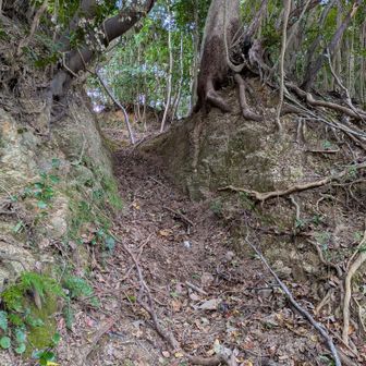 ほんとに荒れ放題というか…