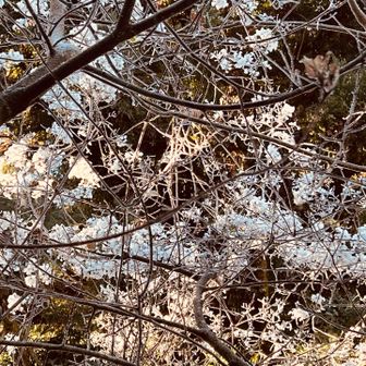 枝についた氷が、お花みたい