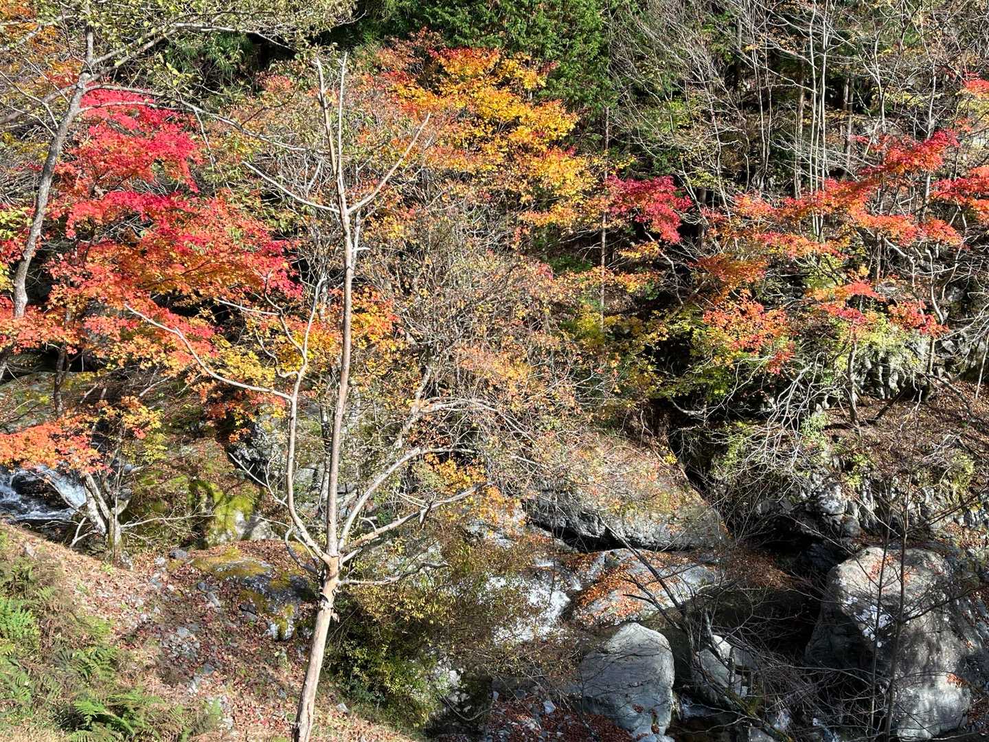 登りでは撮ってなかった紅葉🍁