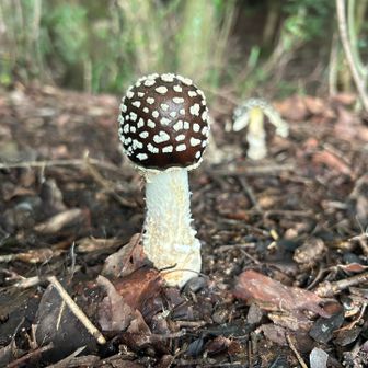 きのこ🍄　　その1
雨ばかり続いてたので　きのこがそこかしこに生えてる😳　