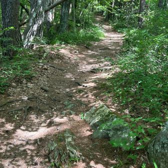 人気の山だけあって歩き易い。
登山口で700m以上あるので涼しい。