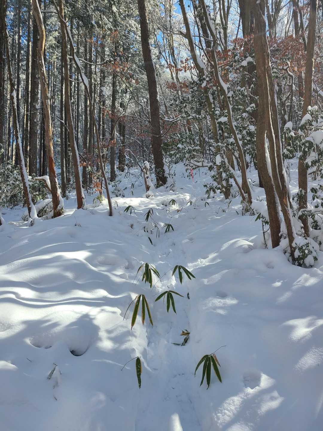 月山は笹薮やから雪積もっちょる時に行くのが良いかも‎🤔