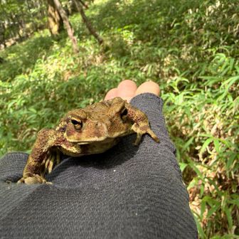 そろそろ駐車場にカエルことにしましょう🐸
でもキミは、なんでこんな山道沿いにいるんや？🤔