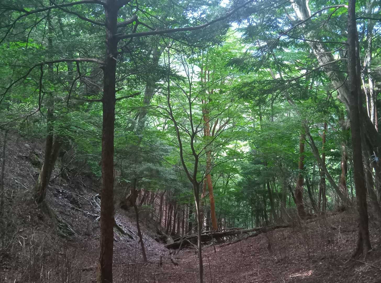 雁俣山登山口-雁俣山-京丈山 周回コースの写真