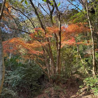 ロープウェイ付近からも登れるようなので
こちらから山頂目指します

紅葉🍁
まだ観ることができました🍁