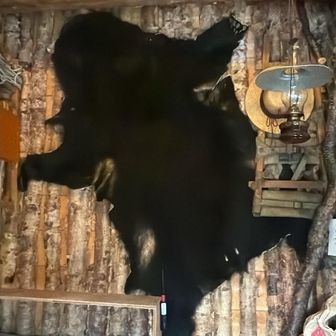 64年前にさわらじまで捕まった熊の皮だそうです
触らせていただきました
