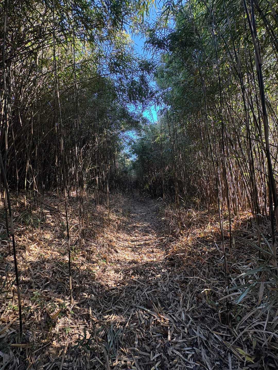 玄岳登口-玄岳-氷ヶ池 周回コースの写真