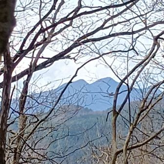 木々の間に茅ヶ岳⛰️