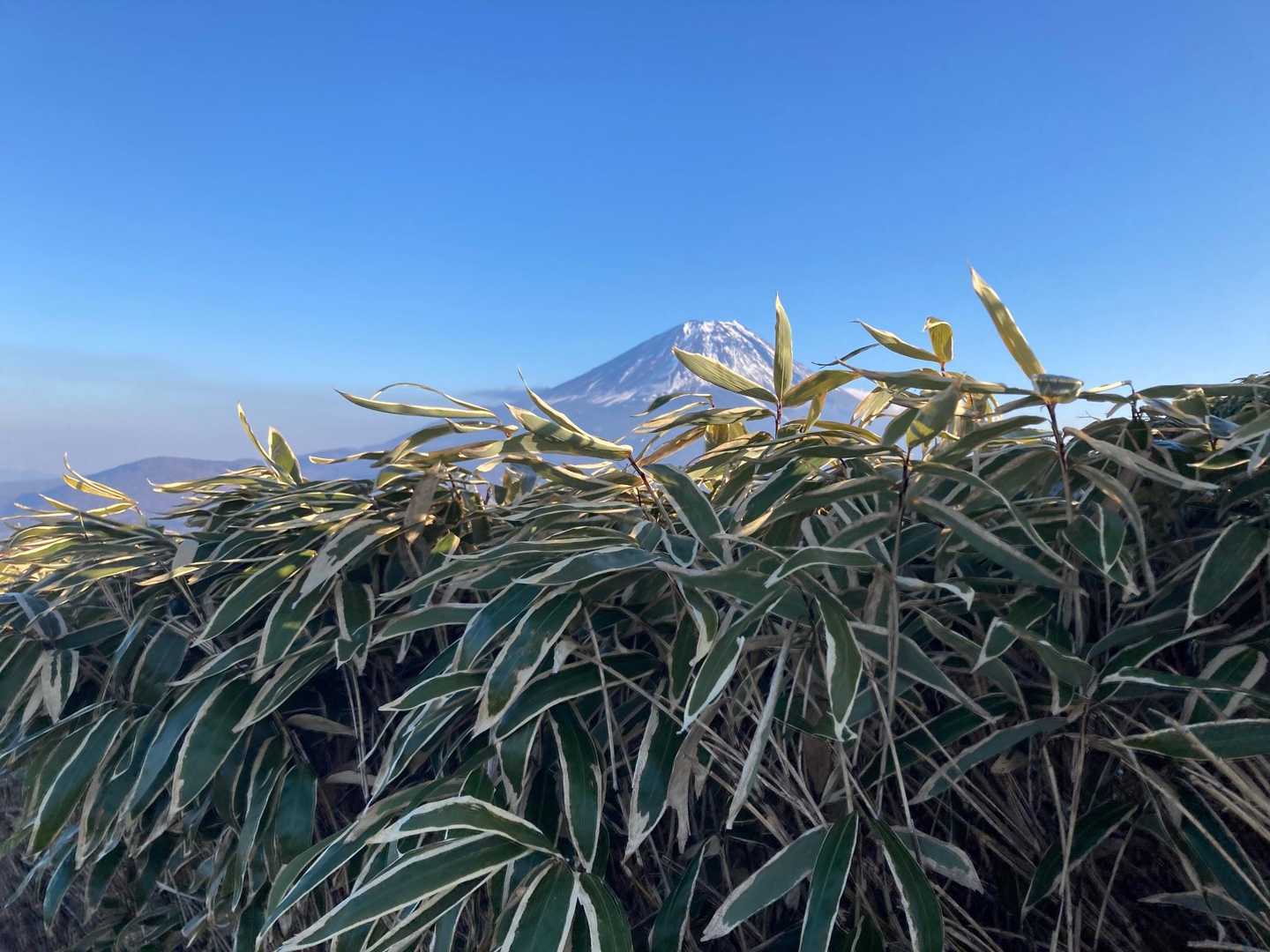 湖畔登山口-竜ヶ岳 往復コースの写真