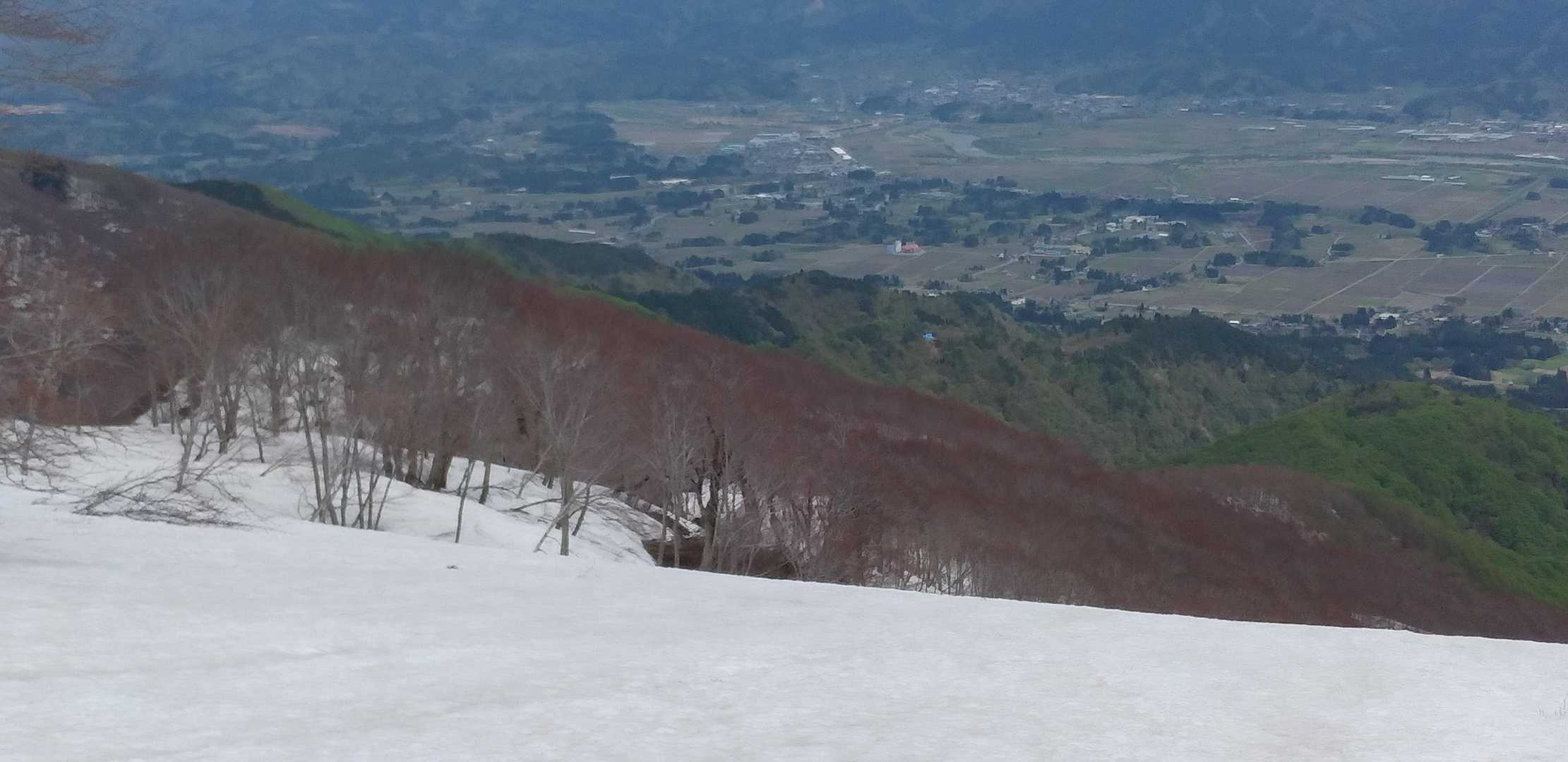 ブナの芽吹きと新緑が綺麗