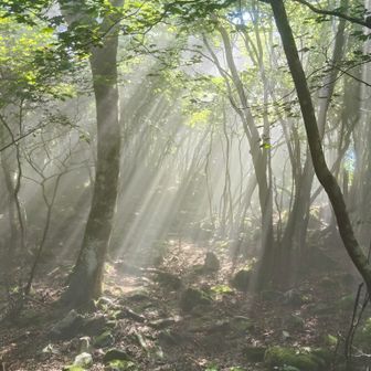 霧雲と太陽のバランスで放射状に木洩れ陽が降っている。

サムネイル写真これと迷った📷️