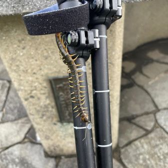 ストックを持とうとしたら、😱
さっき倒木を撤去していた間にくっついていたのか？
噛まれなくてよかった😮‍💨
