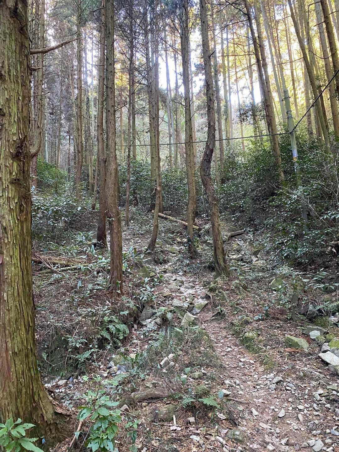 鞍手登山口-六ヶ岳 往復コースの写真