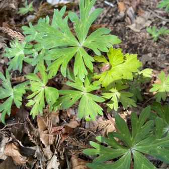 なんだろ？
葉っぱはニリンソウ？フウロ？に似てる？