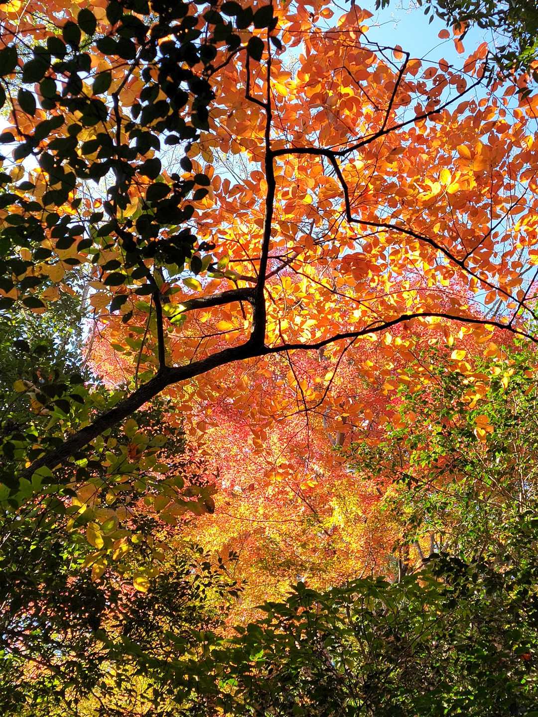 紅葉は少しですが綺麗でした