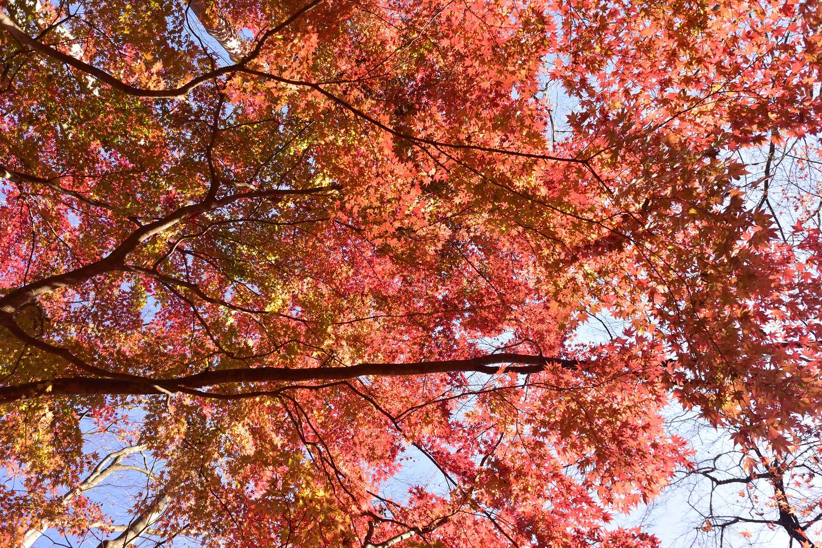 猿岩の辺りが紅葉クライマックス。