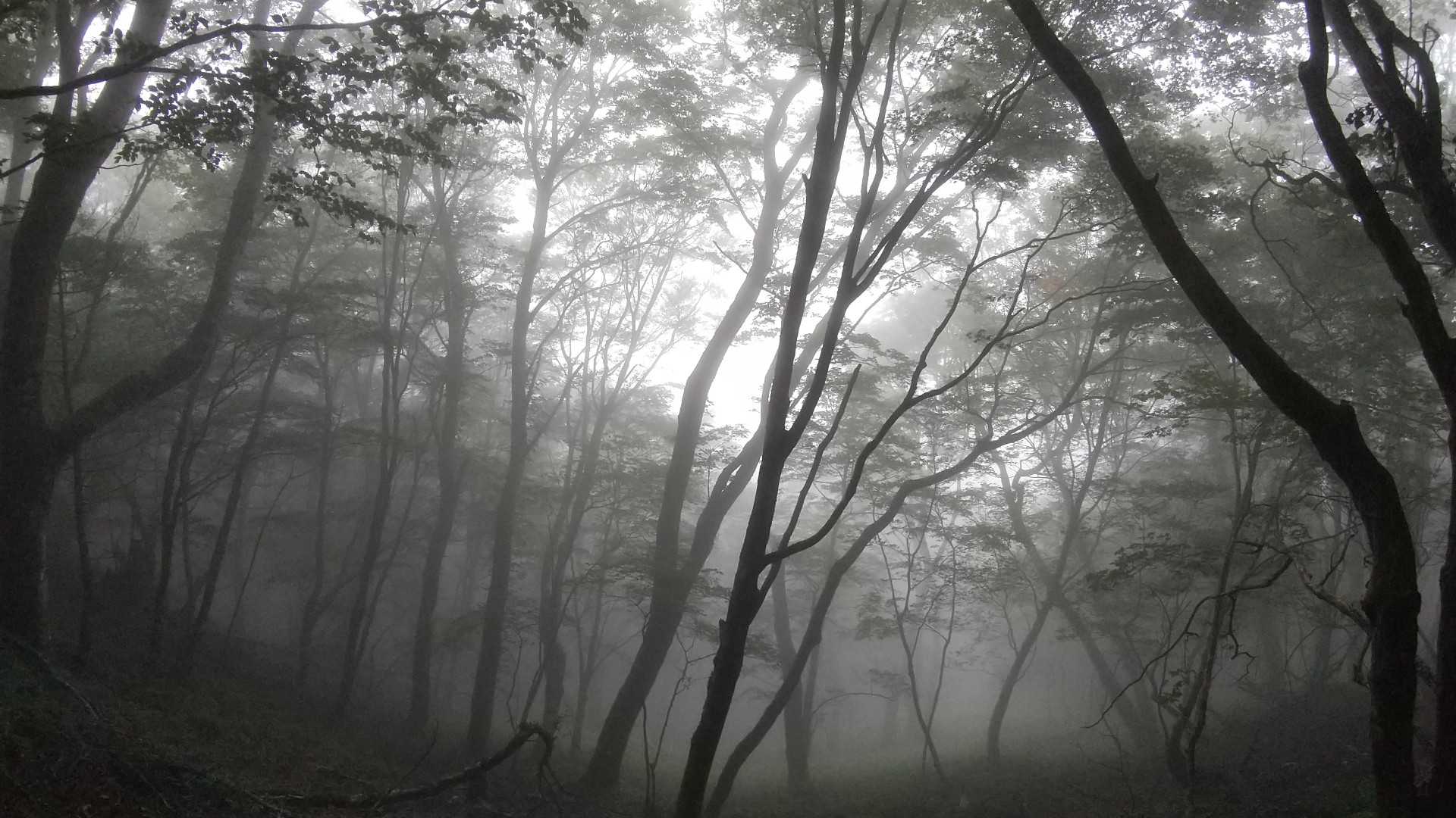 白滝山-石堂山 往復コースの写真
