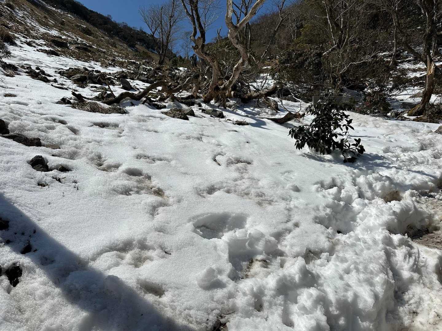 わりとキレイな雪が残っている