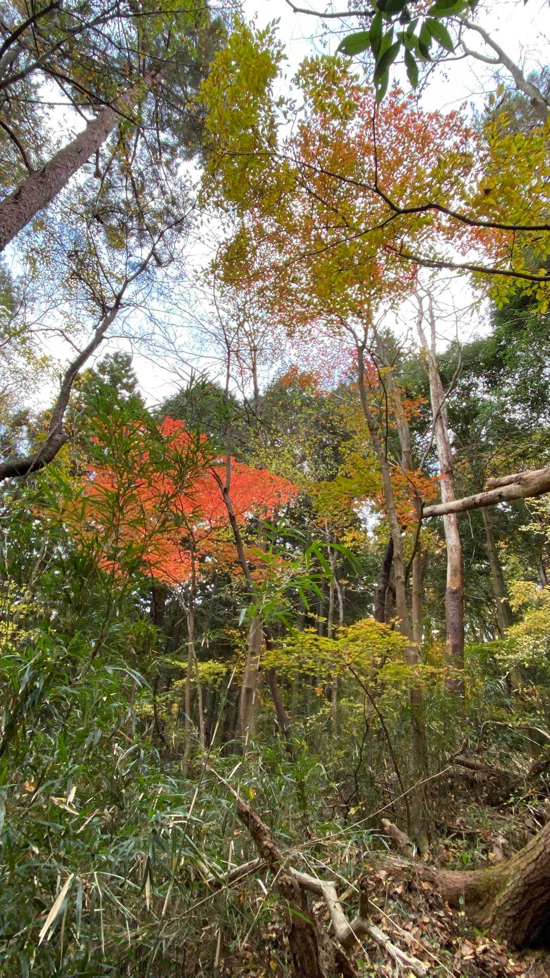七曲登山道入口-月居観音堂-月居山 往復コースの写真
